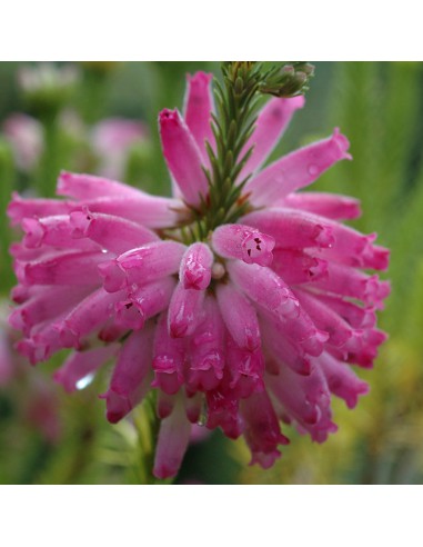 ERICA CALLUNA 'VERTICILLATA' PINK diametro vaso 12 cm