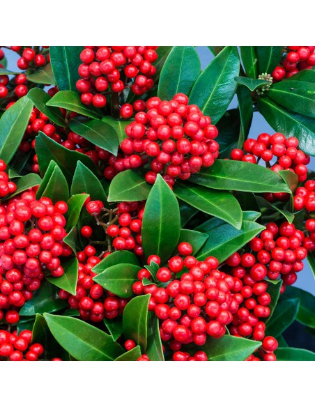 SKIMMIA JAPONICA "RUBELLA RED" diametro vaso 10 cm