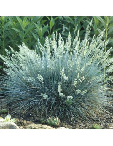 FESTUCA GLAUCA INTENS BLUE diametro vaso 17 cm