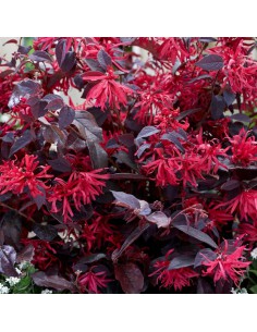 LOROPETALUM 'CHINENSE' diametro vaso 21 cm 2