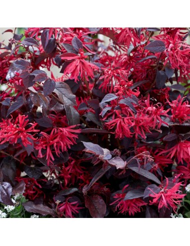 LOROPETALUM 'CHINENSE' diametro vaso 21 cm