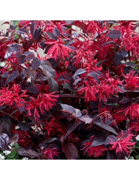 LOROPETALUM 'CHINENSE' diametro vaso 21 cm