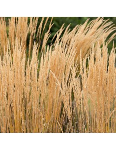 MOLINIA CAERULEA 'HEIDEBRAUT' diametro vaso 17 cm 2