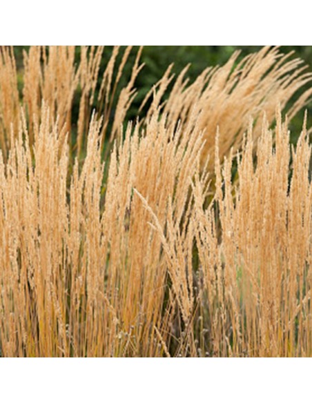 MOLINIA CAERULEA 'HEIDEBRAUT' diametro vaso 17 cm