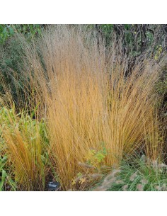 MOLINIA CAERULEA 'HEIDEBRAUT' diametro vaso 17 cm