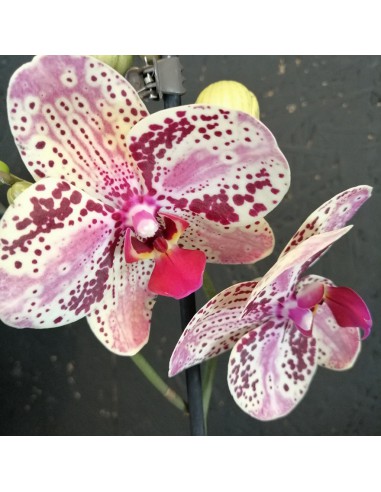 Orchidee Cymbidie Seidenblume Kunstblume 60 cm bordeaux bordo N-11638-6 F4 