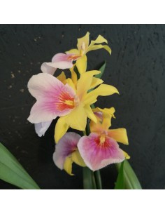 ORCHIDEA DEL PENSIERO MILTONIA diametro vaso 12 cm