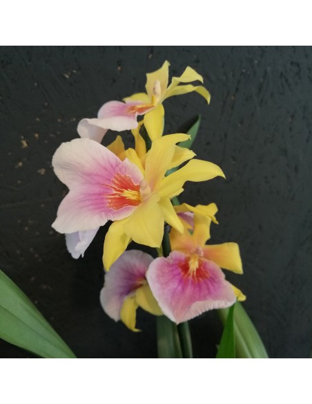 ORCHIDEA DEL PENSIERO MILTONIA diametro vaso 12 cm