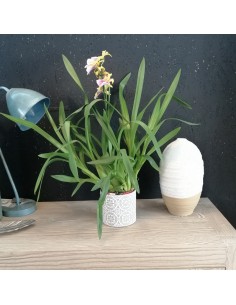 ORCHIDEA DEL PENSIERO MILTONIA diametro vaso 12 cm 2