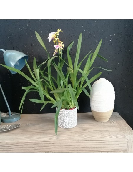 ORCHIDEA DEL PENSIERO MILTONIA diametro vaso 12 cm