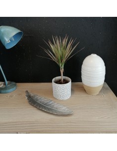 DRACAENA MARGINATA 'BICOLOR' diametro vaso 11 cm 2