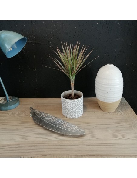 DRACAENA MARGINATA 'BICOLOR' diametro vaso 11 cm