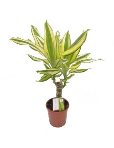 DRACAENA FRAGRANS 'YELLOW COAST' diam. vaso 11 cm