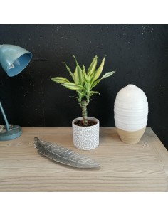 DRACAENA FRAGRANS 'YELLOW COAST' diam. vaso 11 cm 2