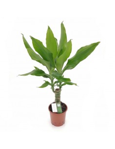 DRACAENA FRAGRANS 'STEUDNERI' diametro vaso 11 cm