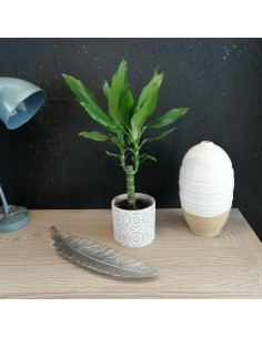 DRACAENA FRAGRANS 'STEUDNERI' diametro vaso 11 cm 2