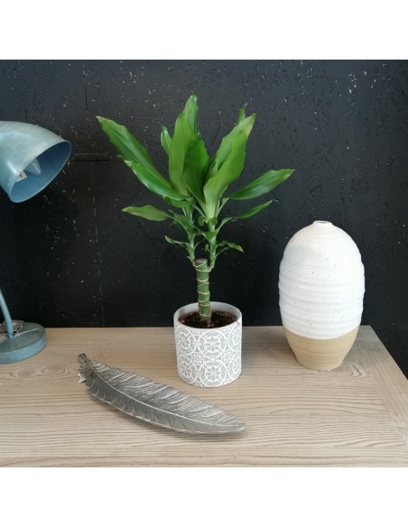 DRACAENA FRAGRANS 'STEUDNERI' diametro vaso 11 cm