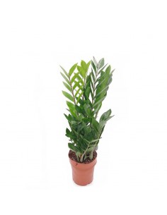 ZAMIOCULCAS ZAMIIFOLIA "Gemma di Zanzibar" vaso 17 cm 2