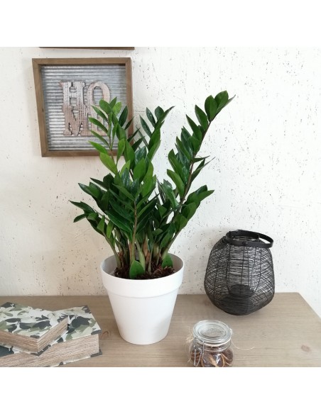 ZAMIOCULCAS ZAMIIFOLIA "Gemma di Zanzibar" vaso 17 cm