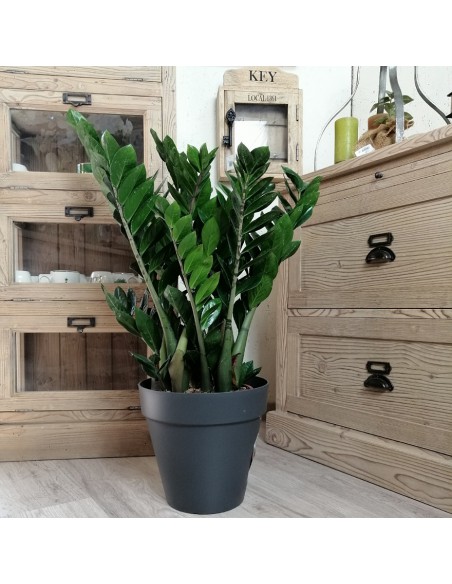 ZAMIOCULCAS ZAMIIFOLIA "Gemma di Zanzibar" vaso 24 cm