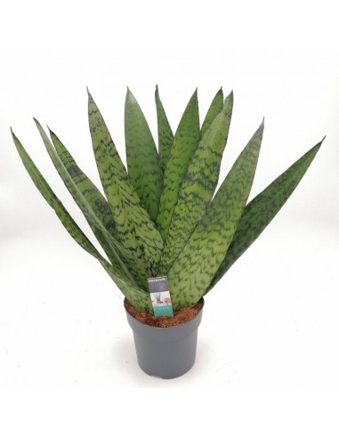 SANSEVIERIA ZEYLANICA FAN DIAMETRO VASO 14 CM.