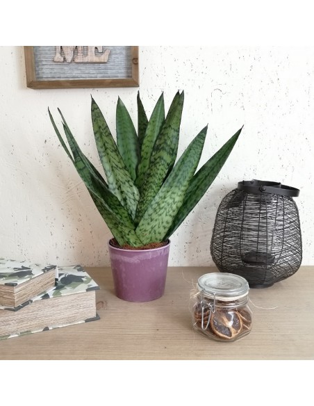 SANSEVIERIA ZEYLANICA FAN DIAMETRO VASO 14 CM.