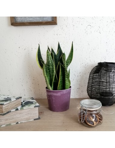 SANSEVIERIA TRIFASCIATA 'FUTURA SUPERBA' dim v 14 cm