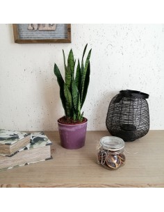 SANSEVIERIA ZEYLANICA "lingua di suocera" diam vaso 14 cm