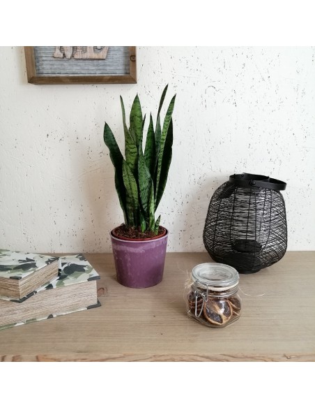 SANSEVIERIA ZEYLANICA "lingua di suocera" diam vaso 14 cm