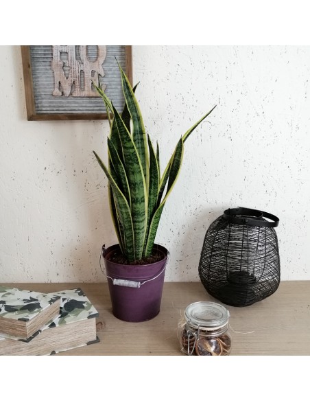 SANSEVIERIA TRIFASCIATA 'LAURENTII' diam. vaso 17 cm