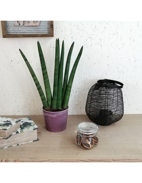 SANSEVIERIA CLINDRICA A VENTAGLIO diam. vaso 14 cm