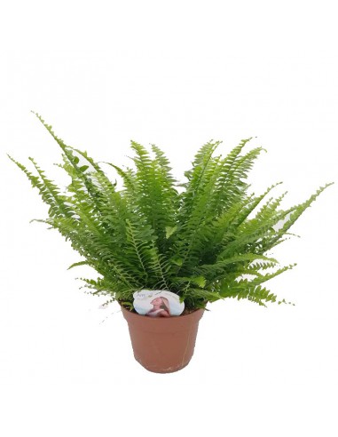 Felce NEPHROLEPIS 'GREEN LADY' Dimensione vaso 17 cm