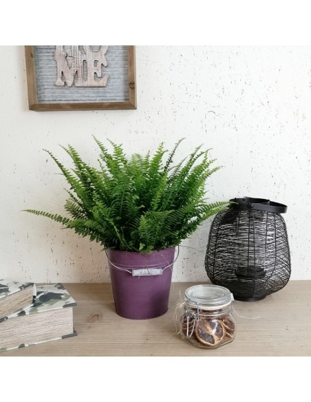 Felce NEPHROLEPIS 'GREEN LADY' Dimensione vaso 17 cm