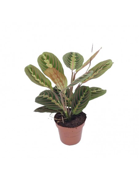 Pianta Della Preghiera Maranta Leuconeura Fascinator Dimensione Vaso 12 Cm