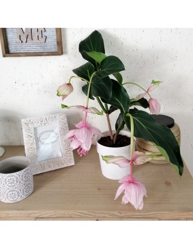 MEDINILLA J'ADORE DOLCE VITA dimensione vaso 17 cm