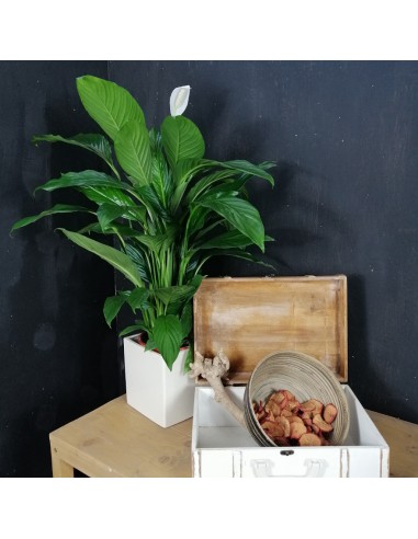 SPATHIPHYLLUM 'SWEET LAURETTA' dimensione vaso 19 cm