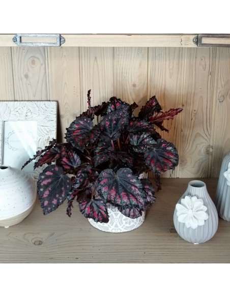 BEGONIA REX 'MAGIC COLOURS ETNA' diametro vaso 12 cm
