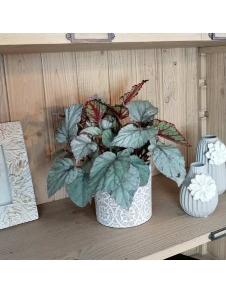 BEGONIA REX MAGIC COLOURS BOLERO diam vaso 12 cm