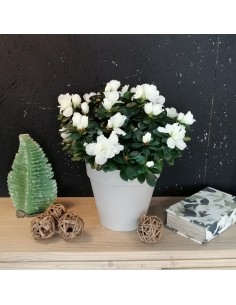 Azalea RHODODENDRON WHITE dimensione vaso 14 cm