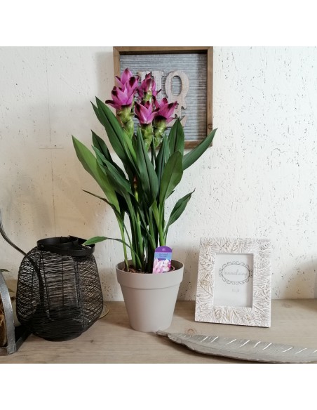 CURCUMA ALISMATIFOLIA "SIAM SPLASH" vaso 17 cm