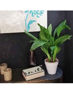 ASPIDISTRA ELATIOR (pianta di piombo) diametro vaso 17 cm