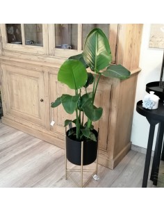 STRELITZIA "fiore del paradiso" dimensione vaso 19 cm