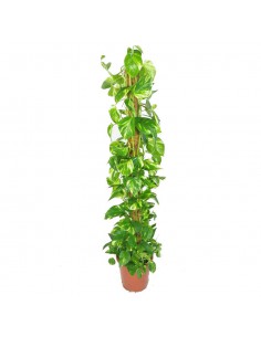 Pothos "EPIPREMNUM PINNATUM" diametro vaso 27 cm