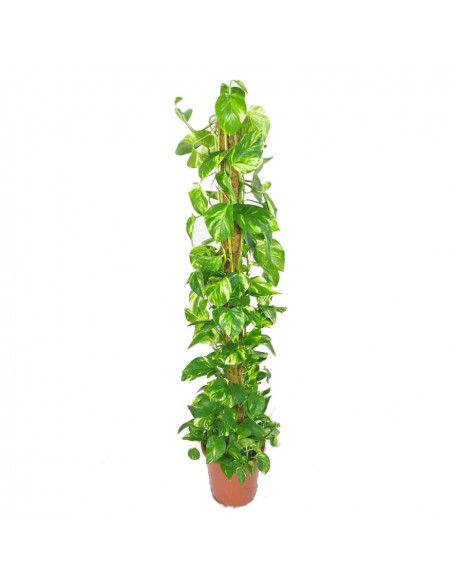 Pothos "EPIPREMNUM PINNATUM" diametro vaso 27 cm