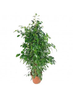 FICUS BENJAMINA 'DANIELLE' dimensione vaso 27 cm