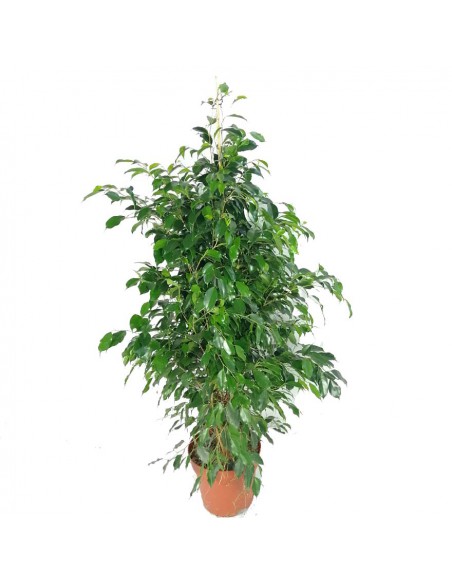 FICUS BENJAMINA 'DANIELLE' dimensione vaso 27 cm