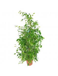 FICUS BENJAMINA 'DANITA' dimensione vaso 27 cm