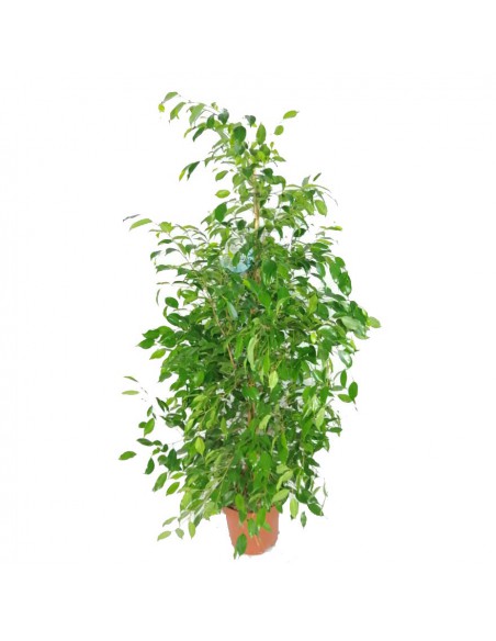 FICUS BENJAMINA 'DANITA' dimensione vaso 27 cm