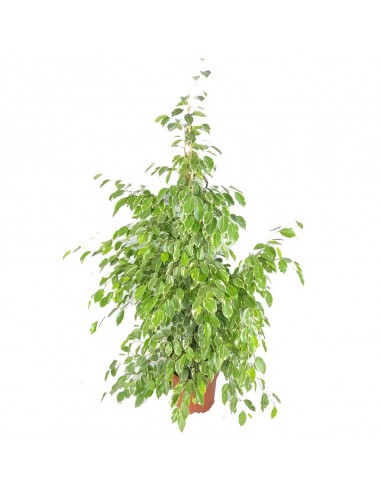FICUS BENJAMINA 'GOLDEN KING' dimensione vaso 27 cm