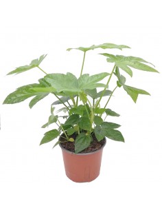 Pianta di Carta (FATSIA JAPONICA) diametro vaso 17 cm 2